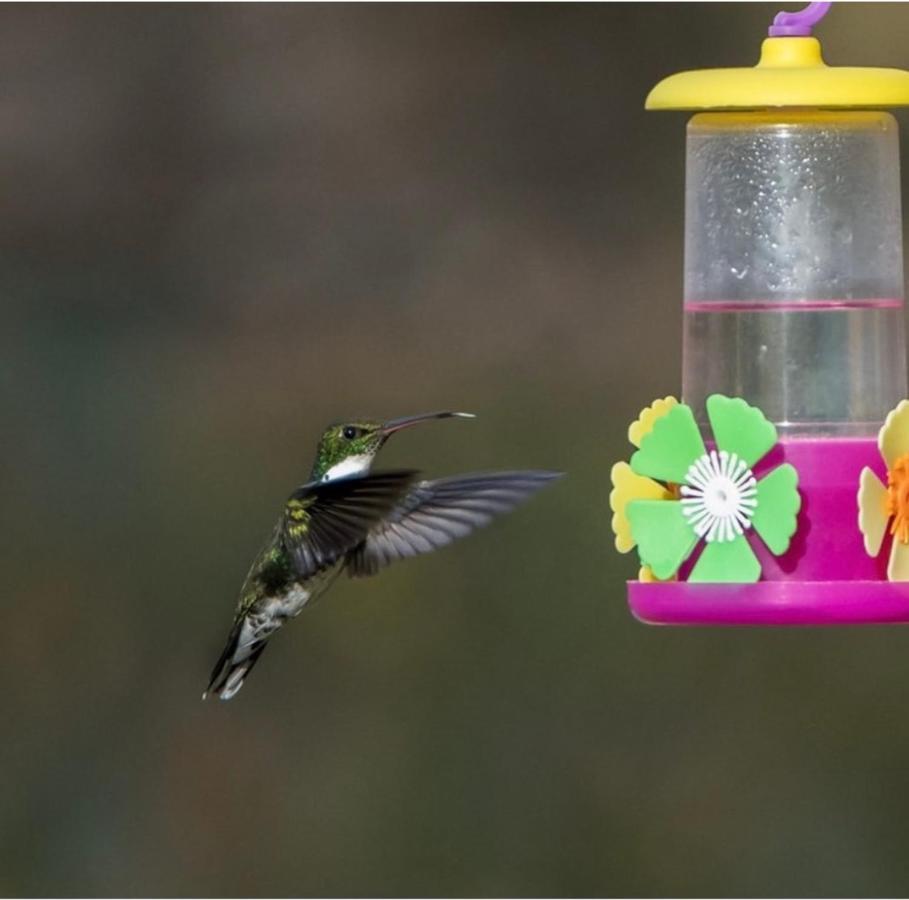 El Colibri Cabanas De La Naturaleza Trelew Exterior photo